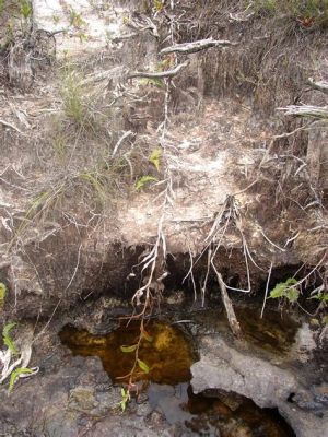  Taman Negara: Onde a Natureza Selvagem Encontra a Magia Ancestral!